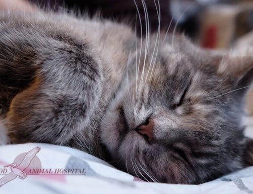 What To Know When Your Cat Needs Anesthesia
