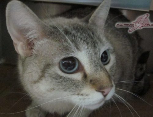 Cat Spaying & Neutering