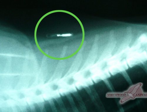 Cat Microchip
