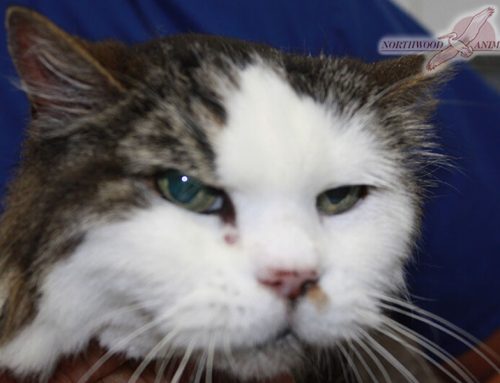 Diagnosis and Treatment of Cancer in Cats