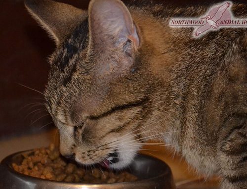 Feline Nutrition Cat Food