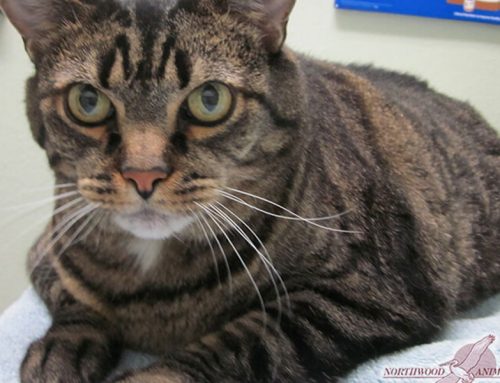 Heartworms In Cats