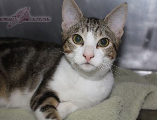 Veterinary Services For Cats