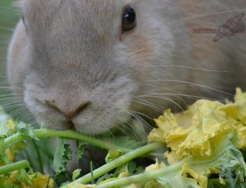 Rabbit Feeding