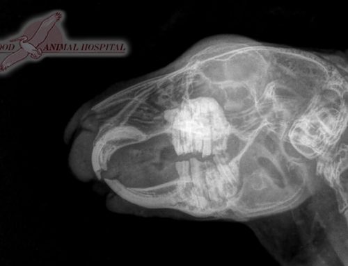 Rabbit Dental Care
